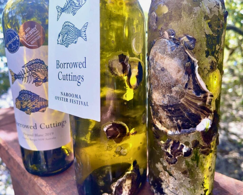 2 bottles of wine sit on a table, they have no labels and have oysters growing on them, they are aged by the sea.