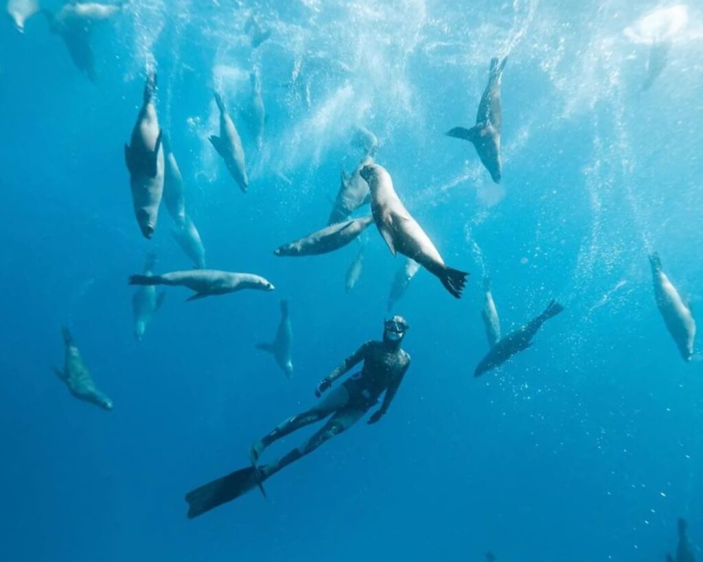 Underwater, a snorkeller in a full wetsuit is around 3 metres under the surface and there are 12 seals swimming around them